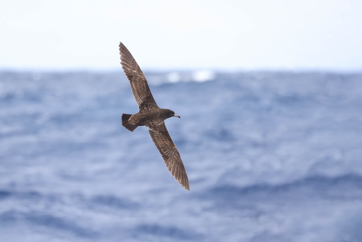 Flesh-footed Shearwater - Ged Tranter