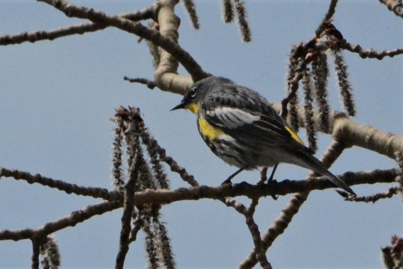 Yellow-rumped Warbler (Audubon's) - ML327718641