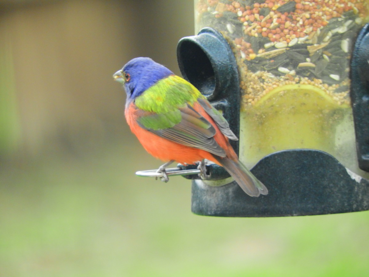 Painted Bunting - ML327719371