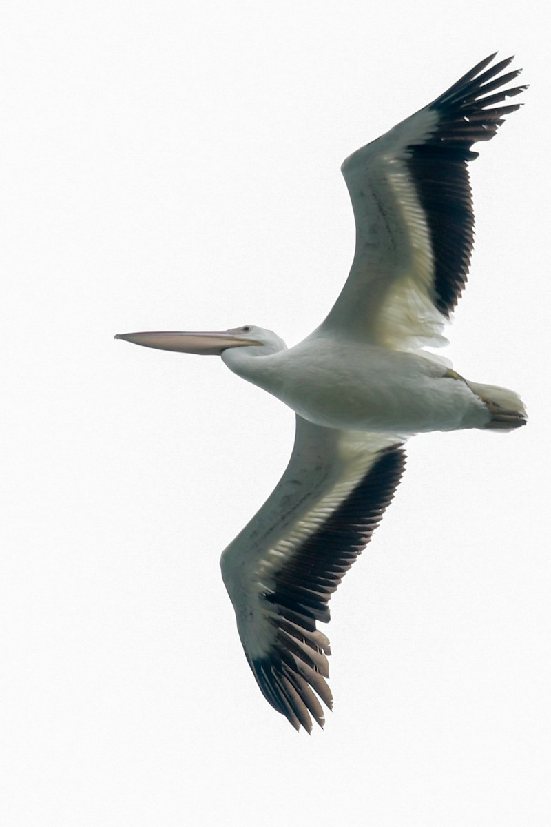 pelikán severoamerický - ML32772131