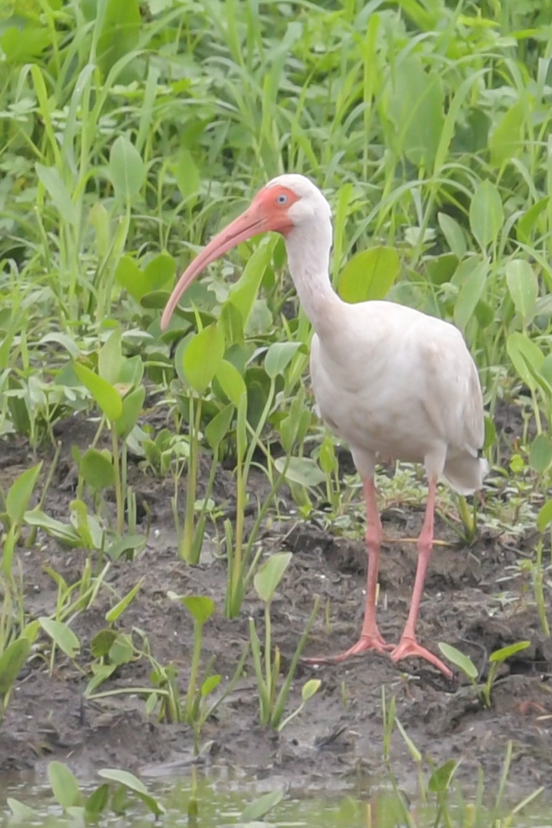 ibis bílý - ML32772191