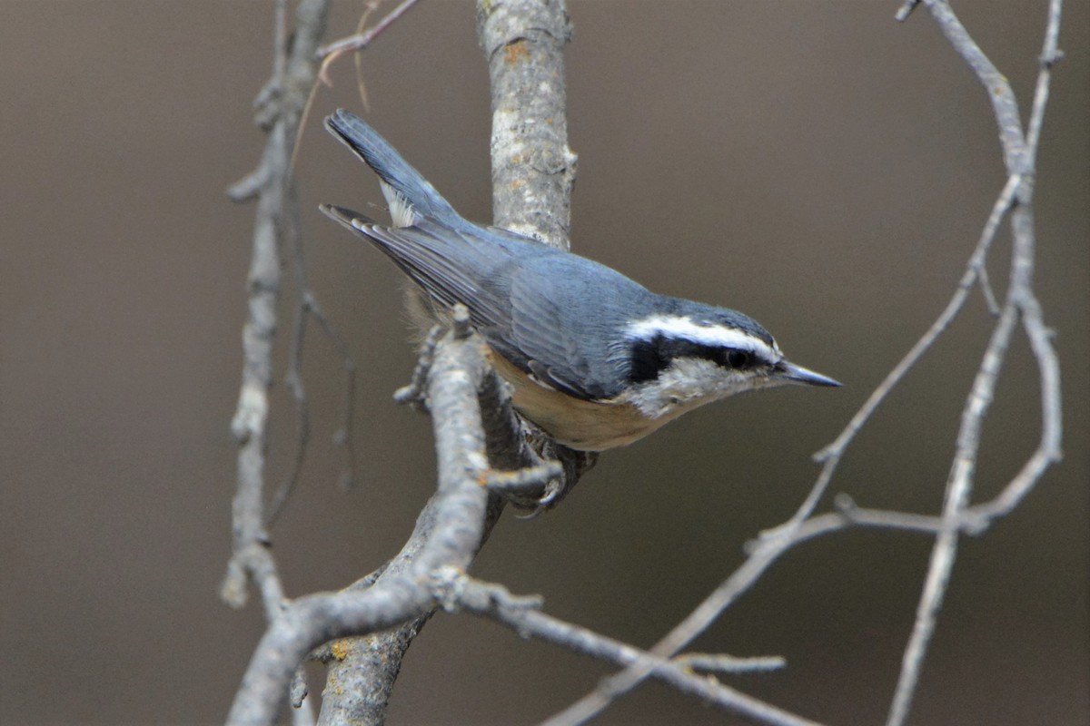 Red-breasted Nuthatch - ML327722371