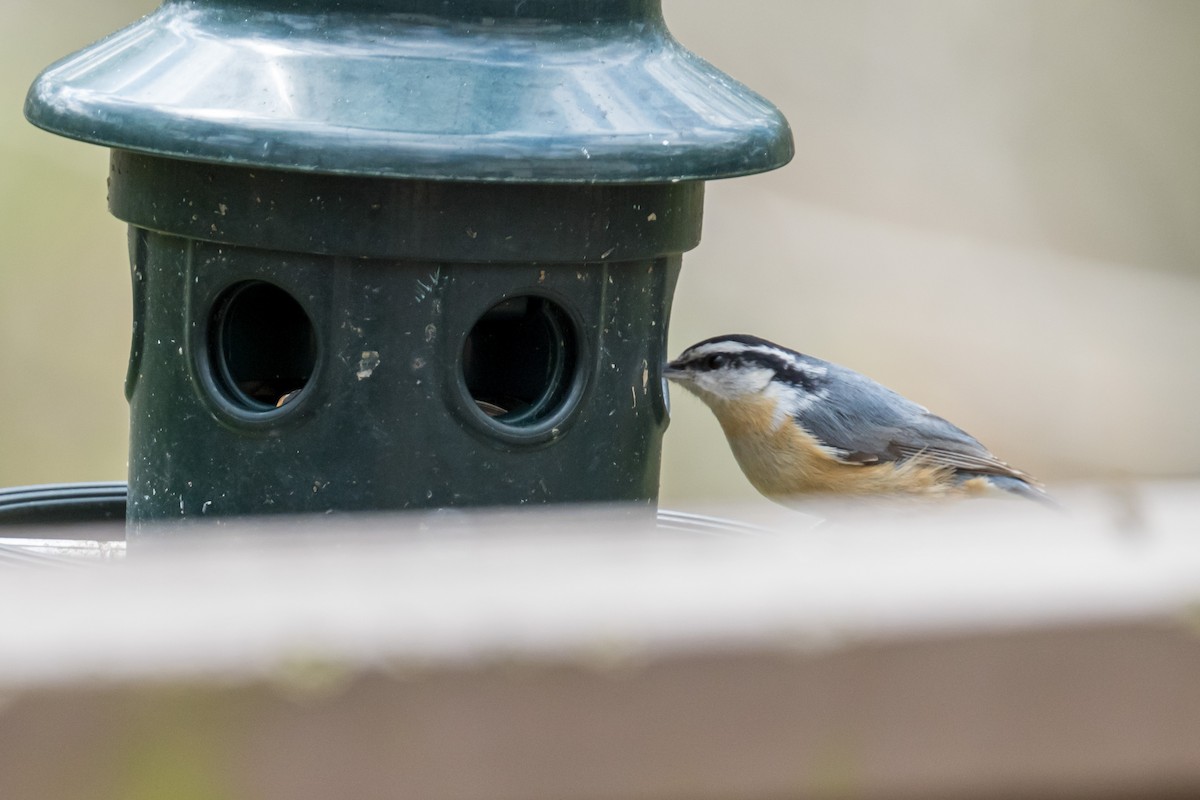 Red-breasted Nuthatch - ML327724761