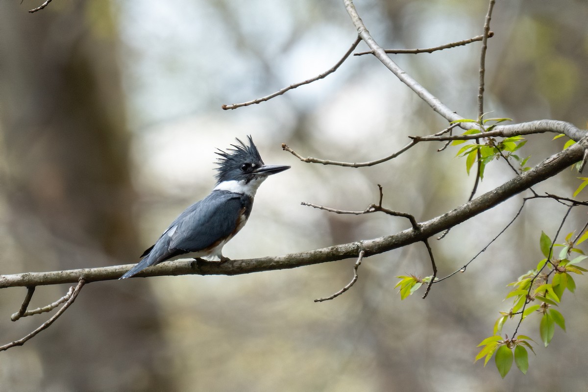 Belted Kingfisher - ML327725111
