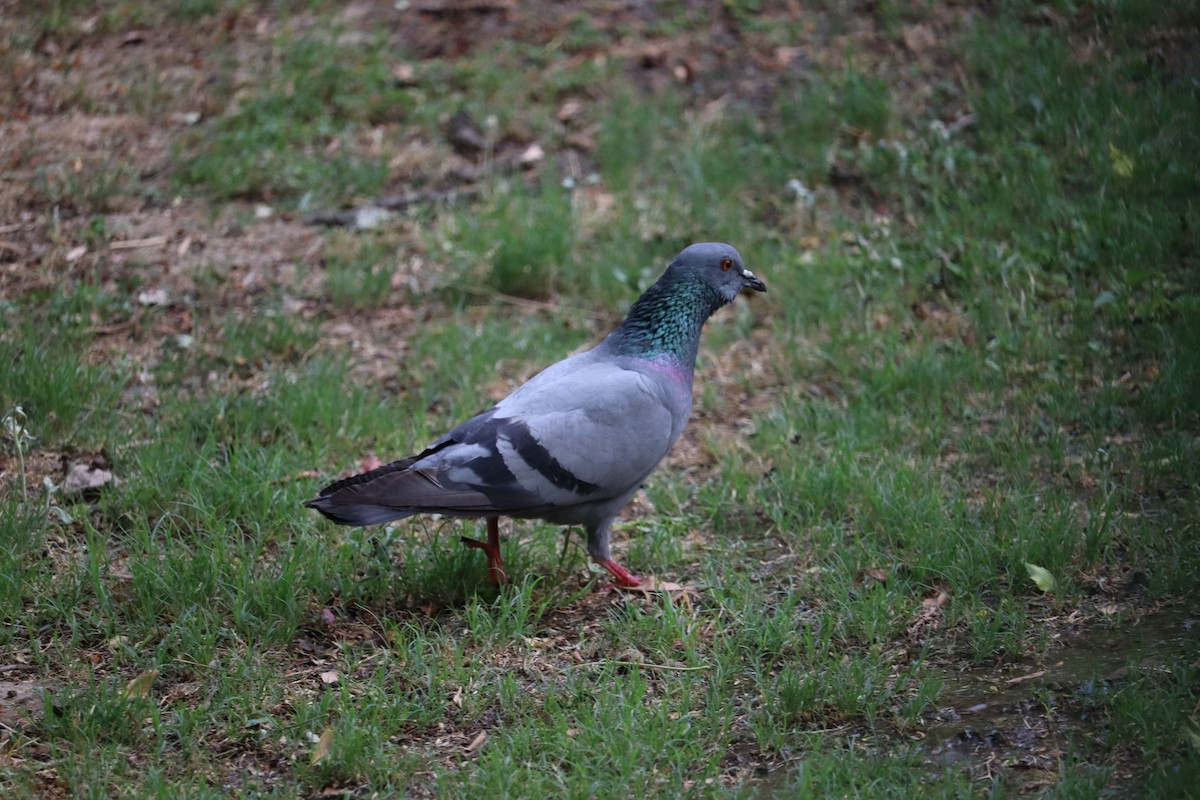 Rock Pigeon (Feral Pigeon) - ML327733011