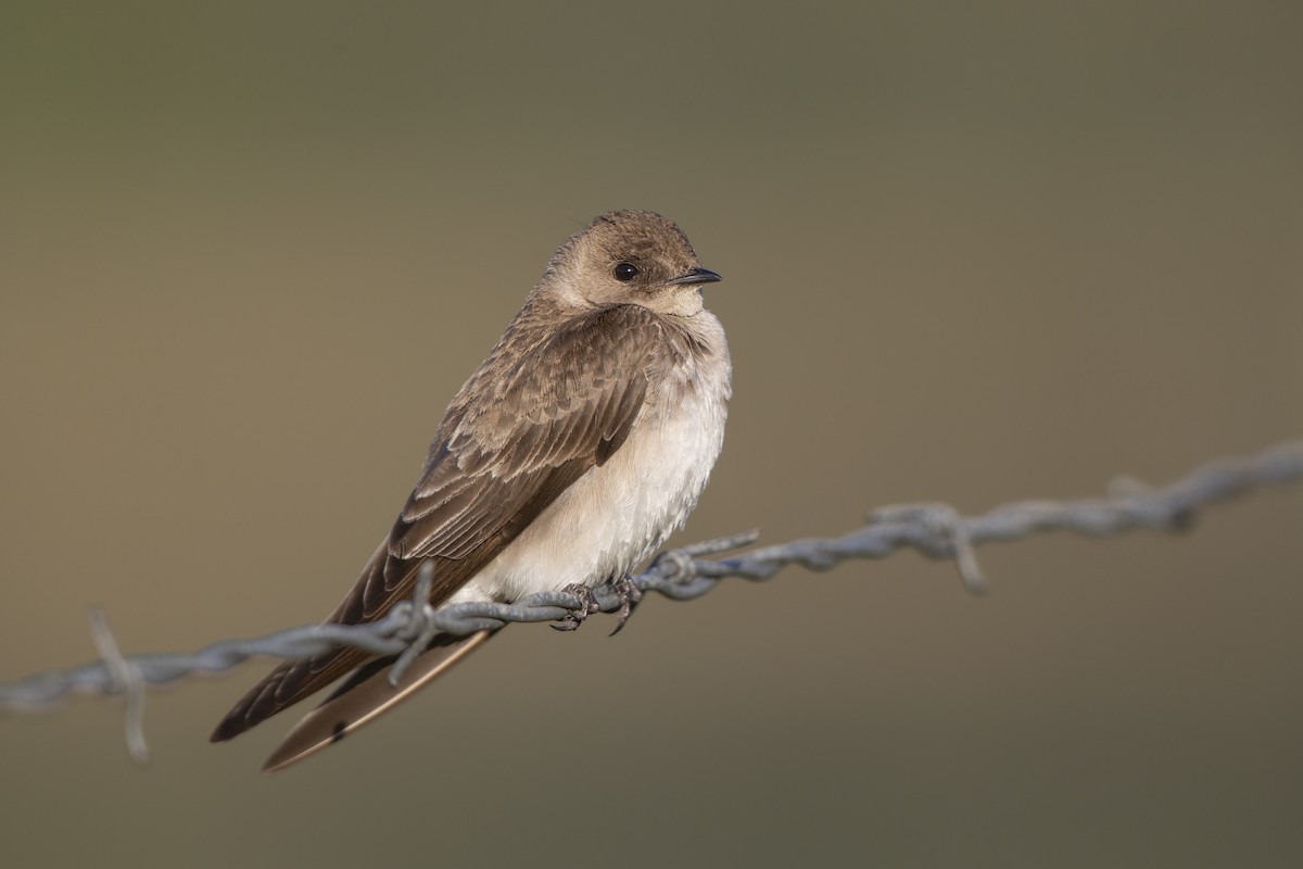 Northern Rough-winged Swallow - Loni Ye