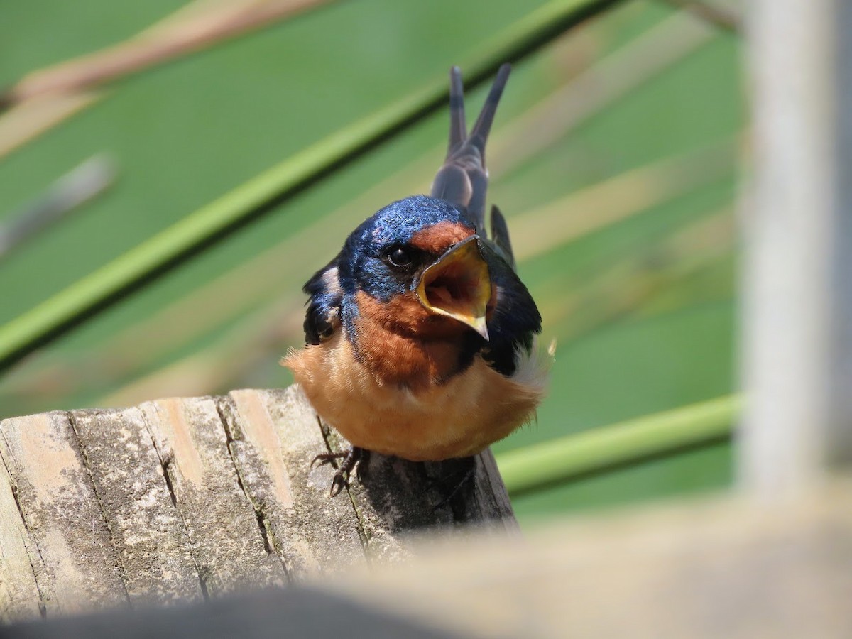 Barn Swallow - Long-eared Owl