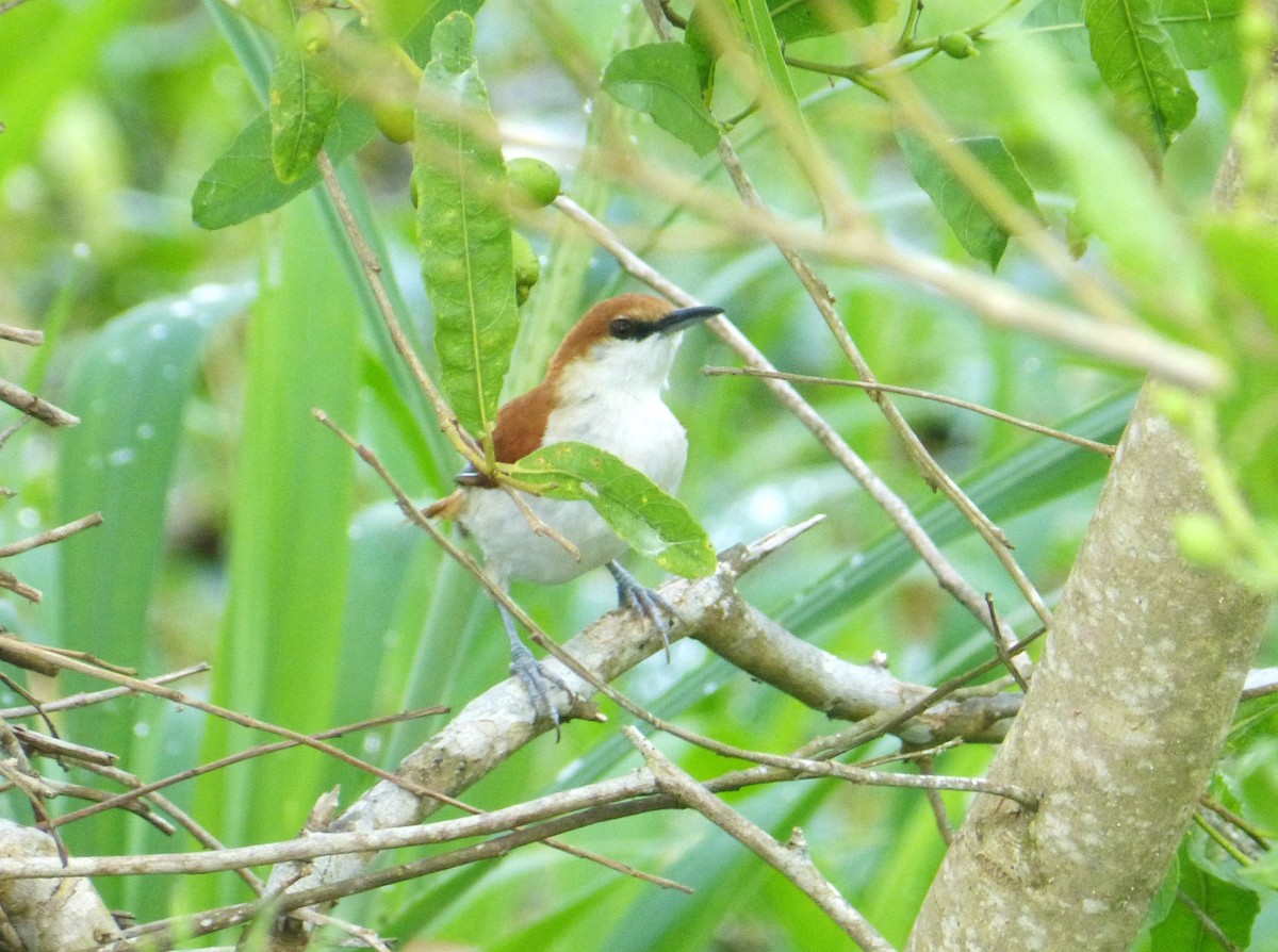 Red-and-white Spinetail - ML32773891