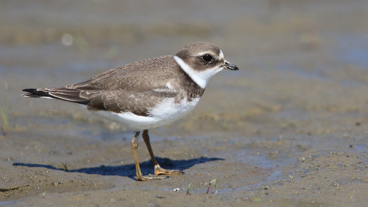 Semipalmated Plover - ML32774231