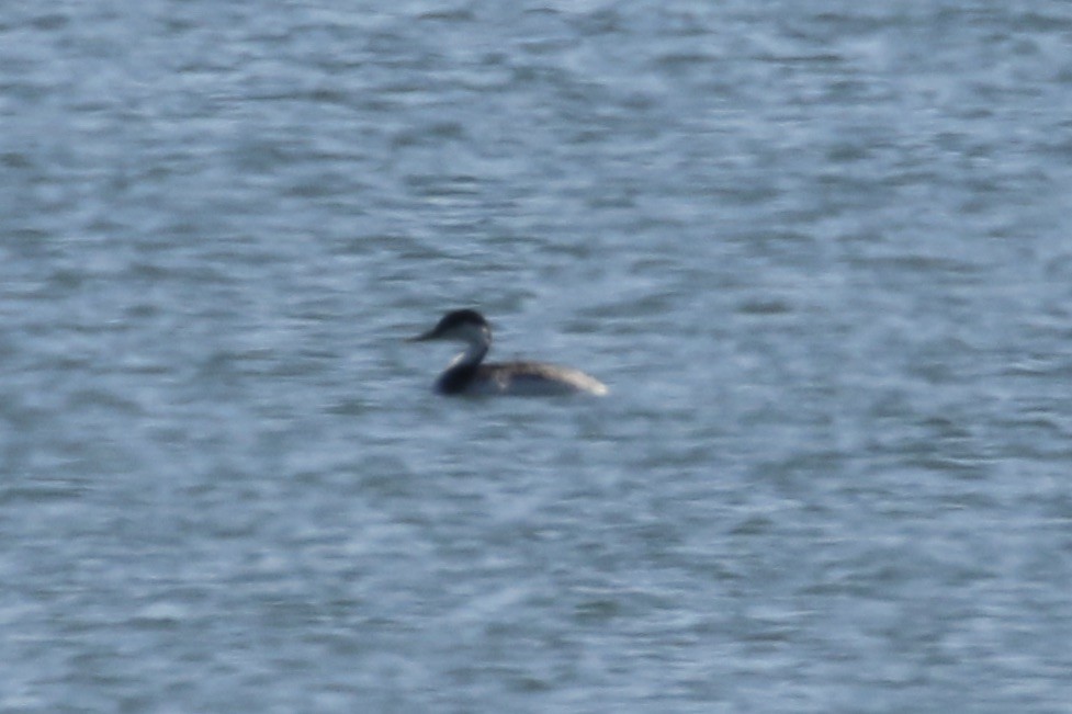 Red-necked Grebe - ML327742641