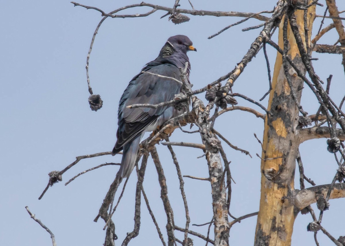 Band-tailed Pigeon - ML327744991