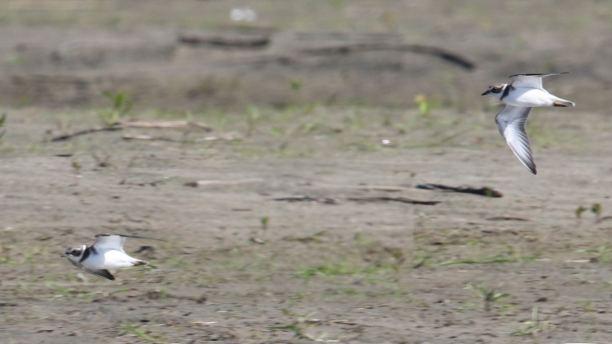 Semipalmated Plover - ML32774751