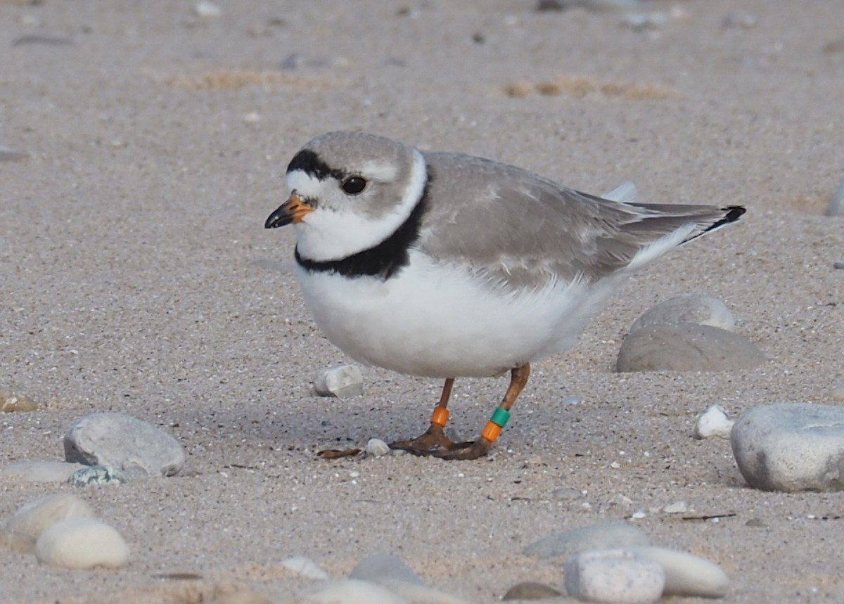 Piping Plover - ML327752471