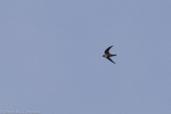 White-chested Swift - Shawn Loewen