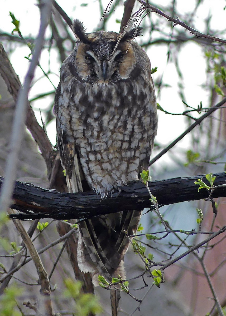 Long-eared Owl - Colleen C