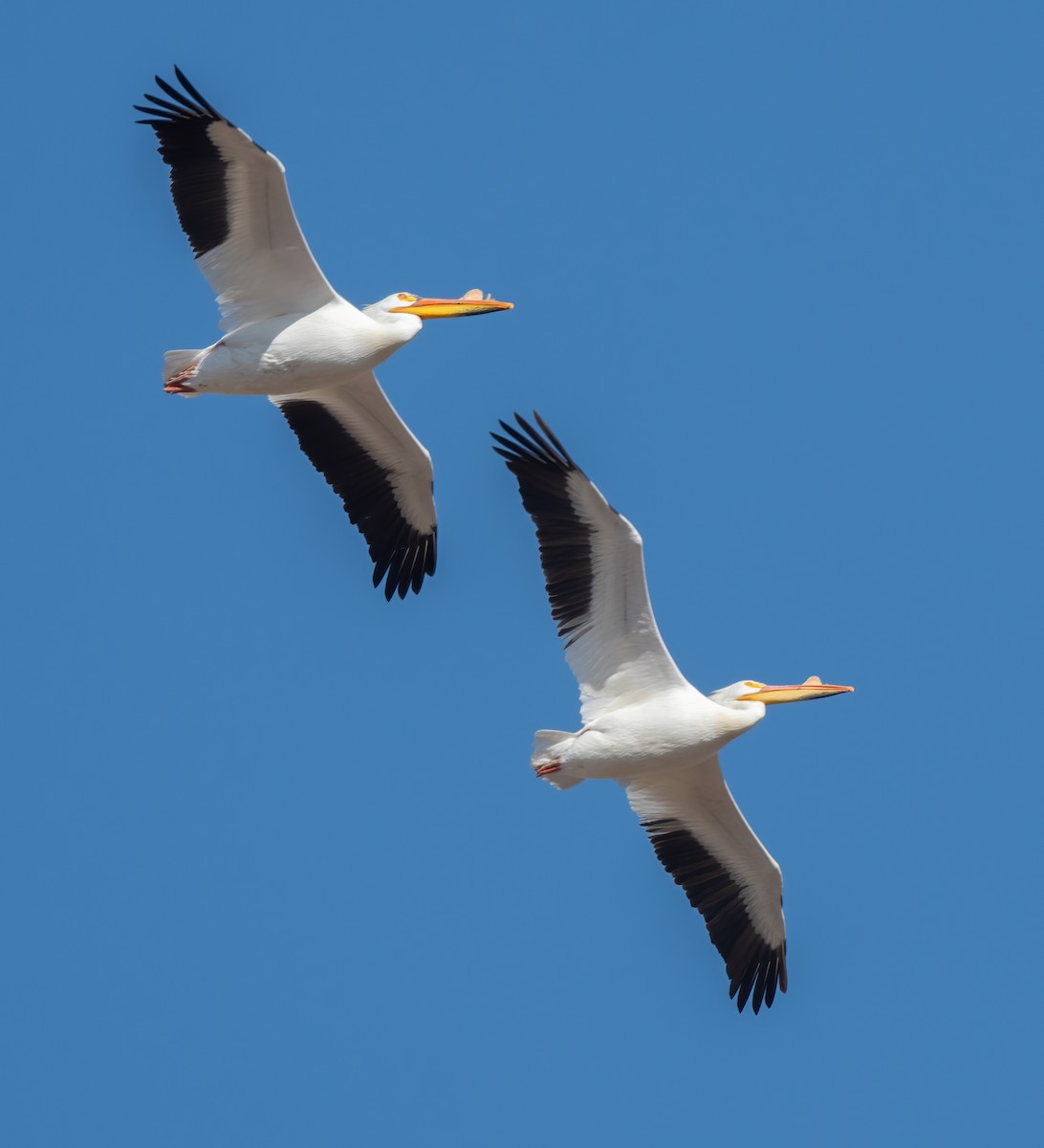 American White Pelican - Kevin Ash