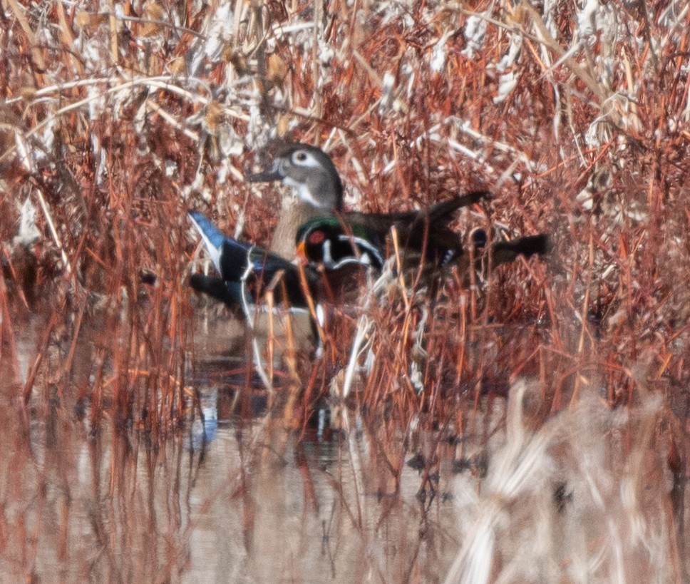 Wood Duck - Kevin Ash
