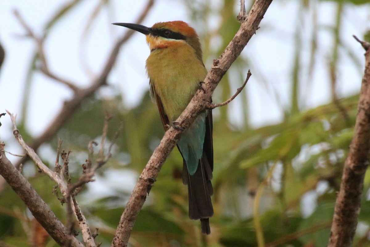 Rainbow Bee-eater - James Lambert