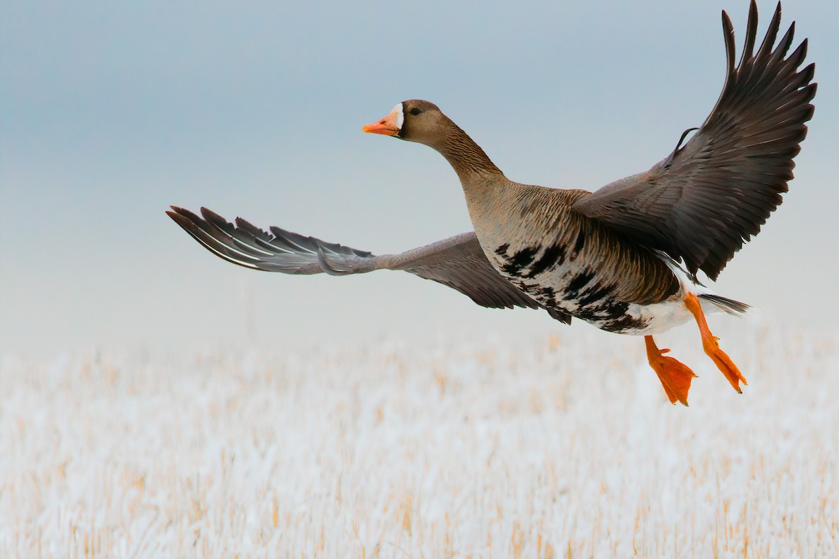 Greater White-fronted Goose - ML327780631