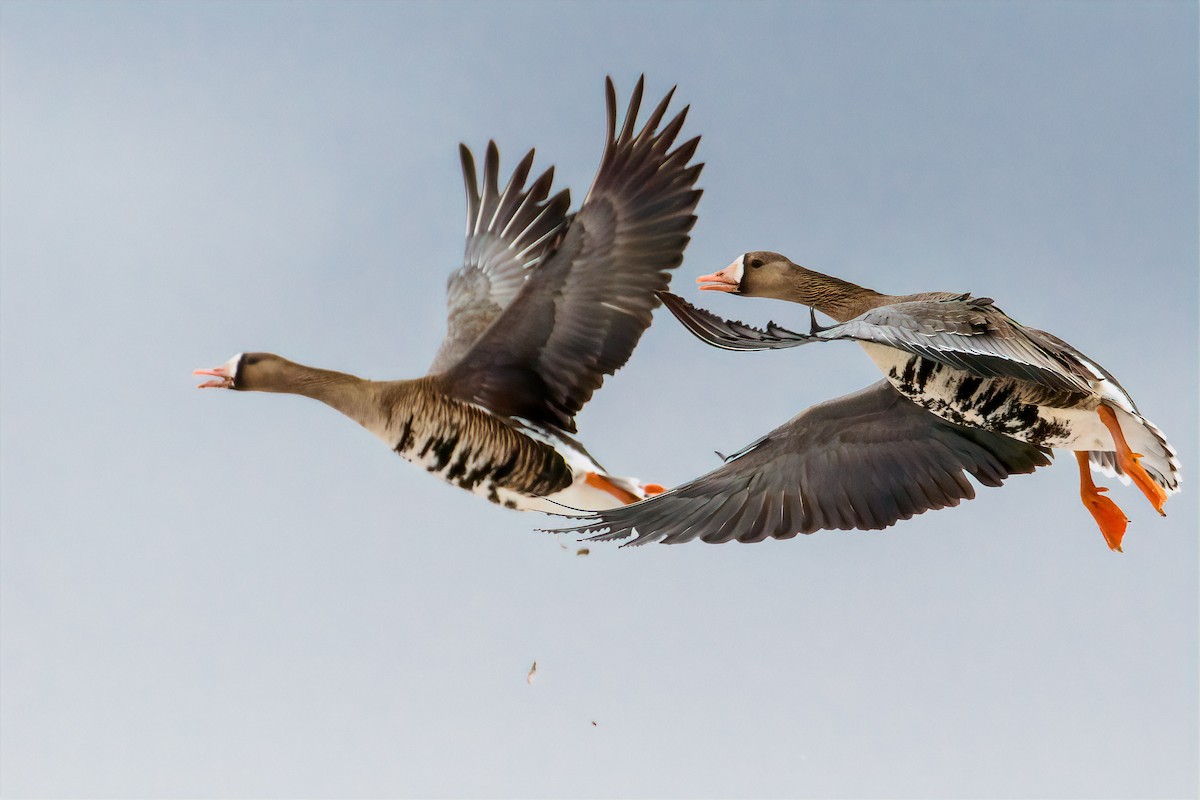 Greater White-fronted Goose - ML327780671