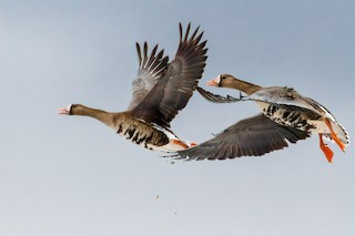Greater White-fronted Goose, ML327780671