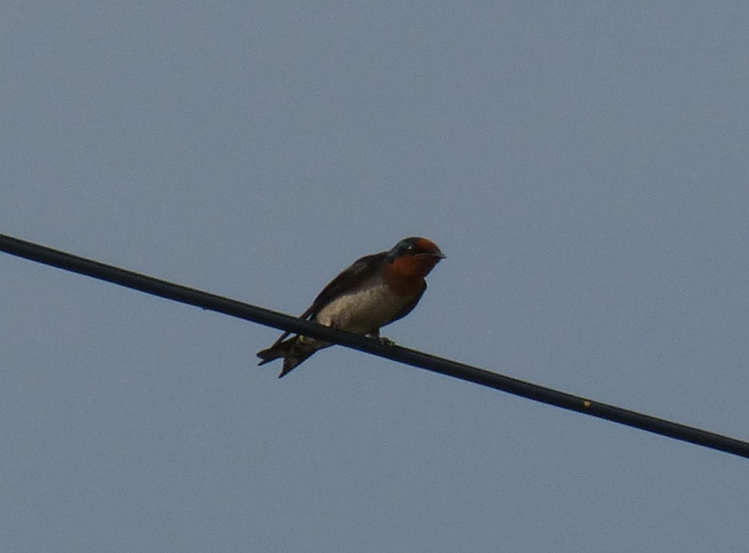 Pacific Swallow - ML32779091