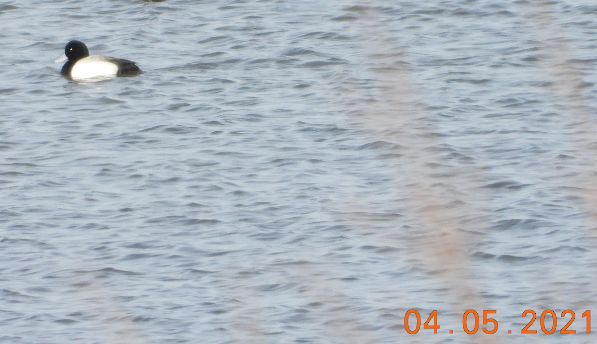 Greater Scaup - ML327792091