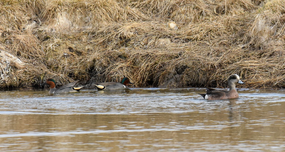 Green-winged Teal - ML327797351