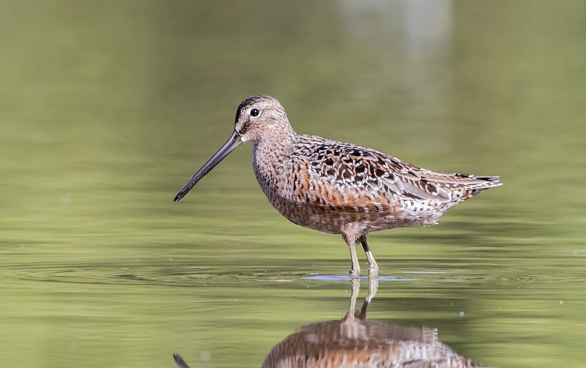 Long-billed Dowitcher - ML327798261