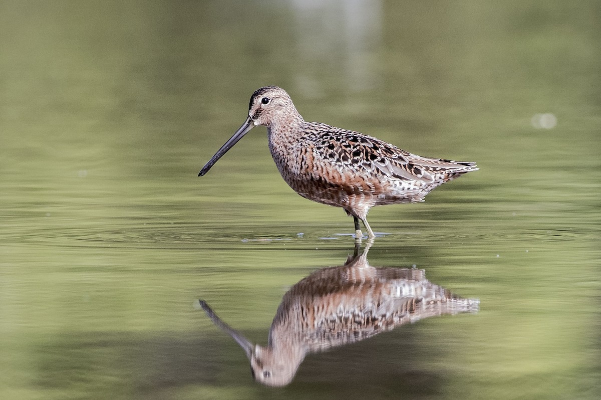 Long-billed Dowitcher - ML327801521