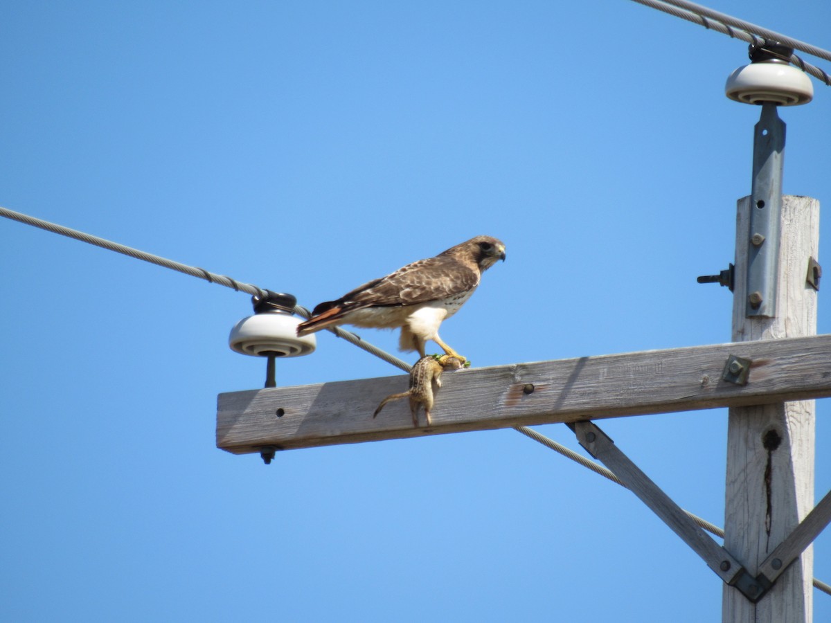 Red-tailed Hawk - ML327803661