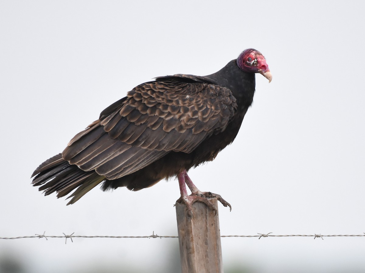 Turkey Vulture - Jason Vassallo