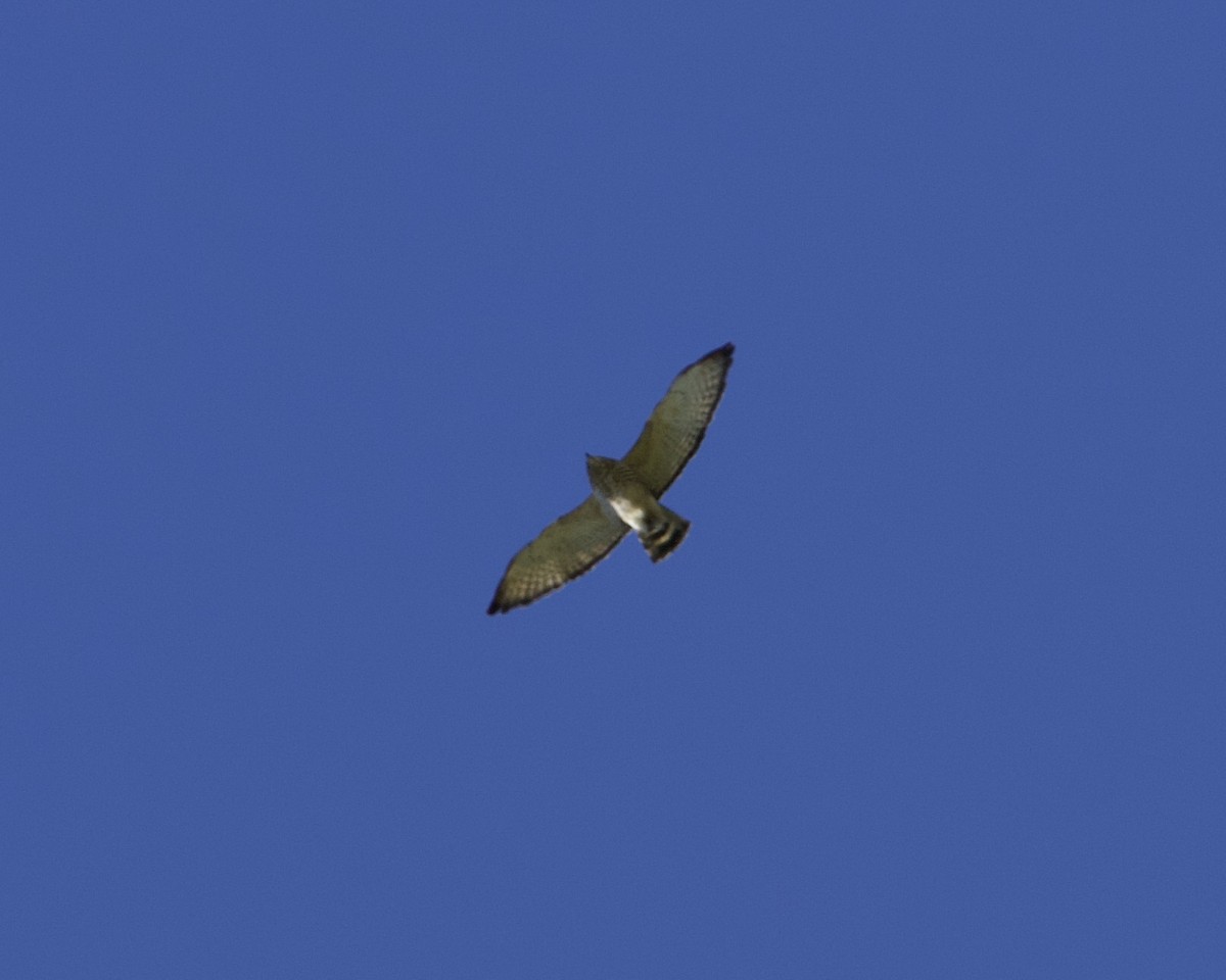 Broad-winged Hawk - Daniel S.