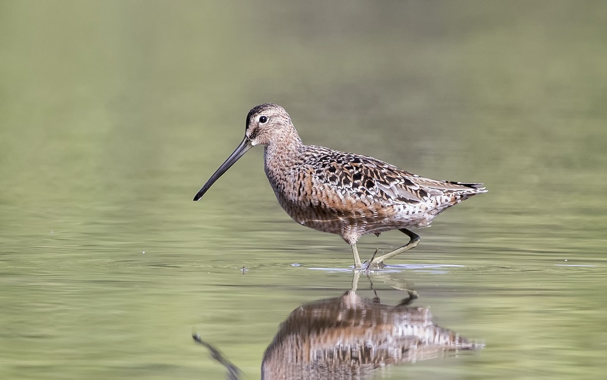 Long-billed Dowitcher - ML327807681
