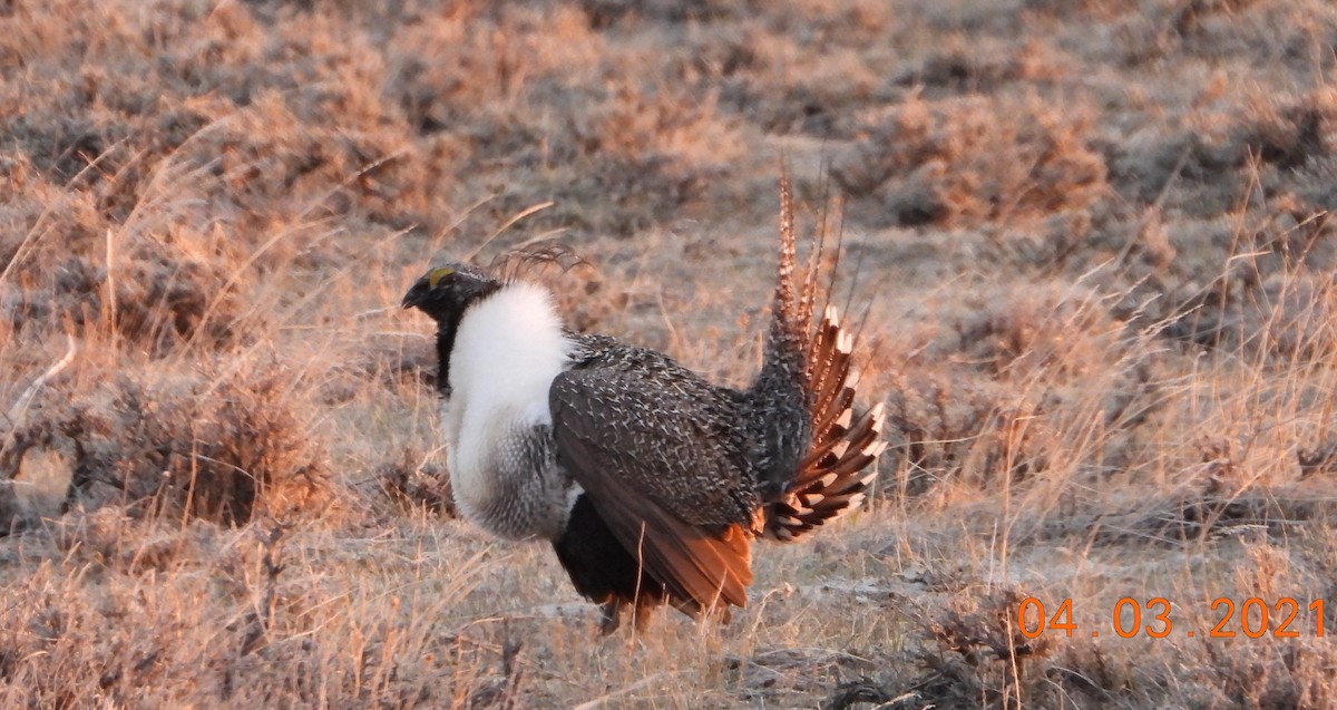 Greater Sage-Grouse - ML327813801