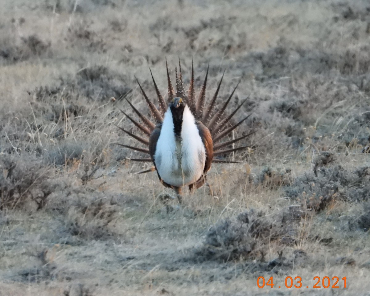 Greater Sage-Grouse - ML327813811