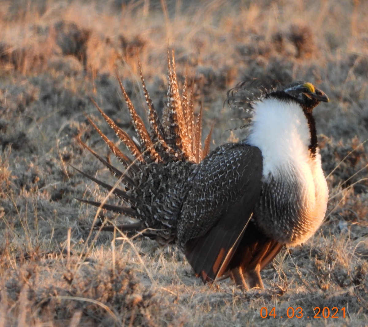 Greater Sage-Grouse - Bob Anderson