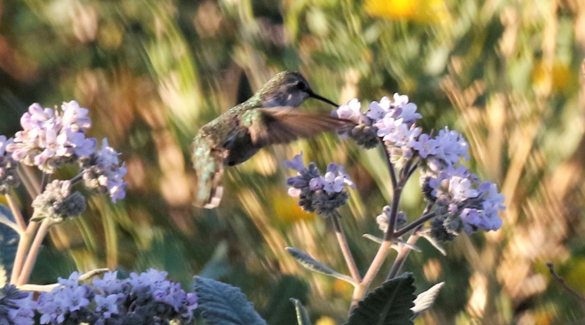 Costa's Hummingbird - ML327814331