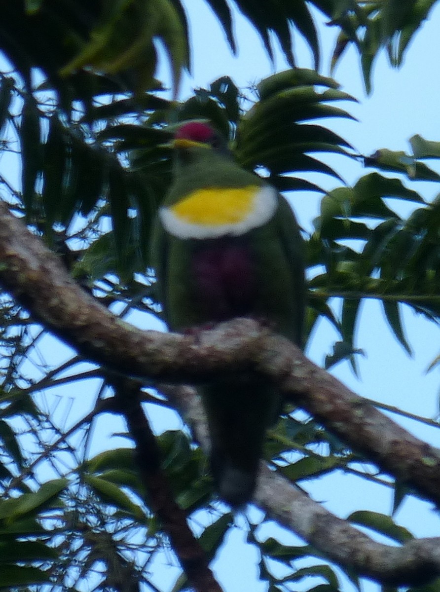 White-breasted Fruit-Dove - ML32781551