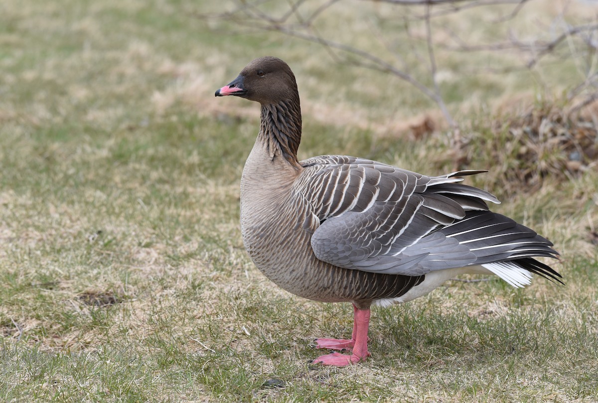 Pink-footed Goose - Kathy Marche