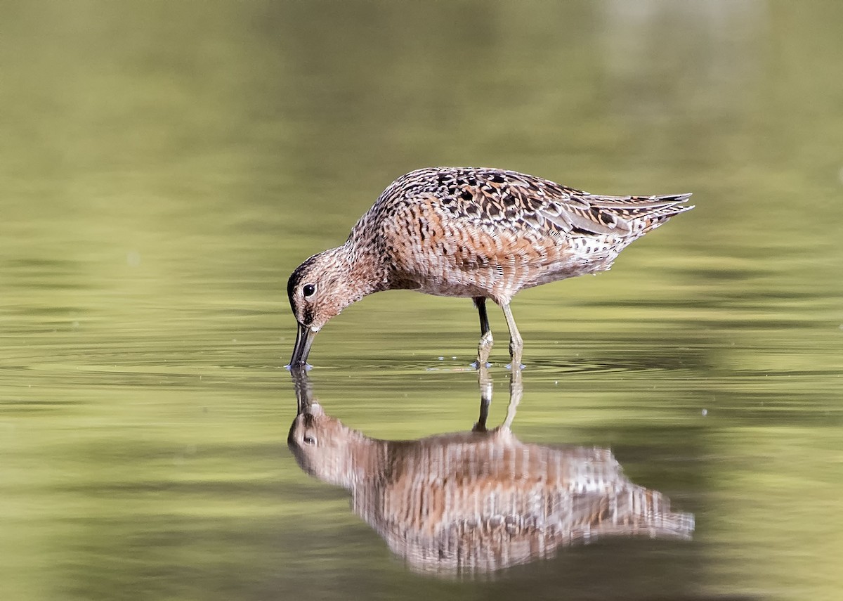 Long-billed Dowitcher - ML327820361