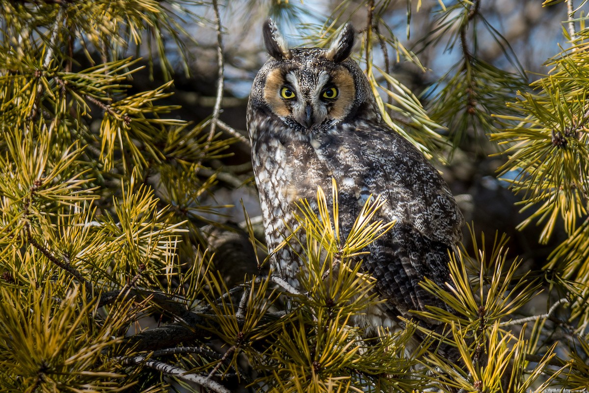 Long-eared Owl - Dan Lory