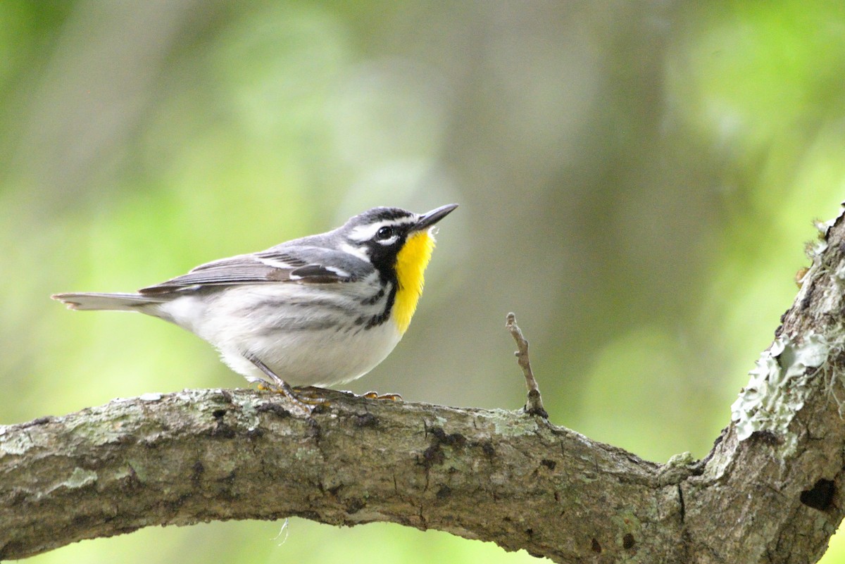 Yellow-throated Warbler - James Chapman