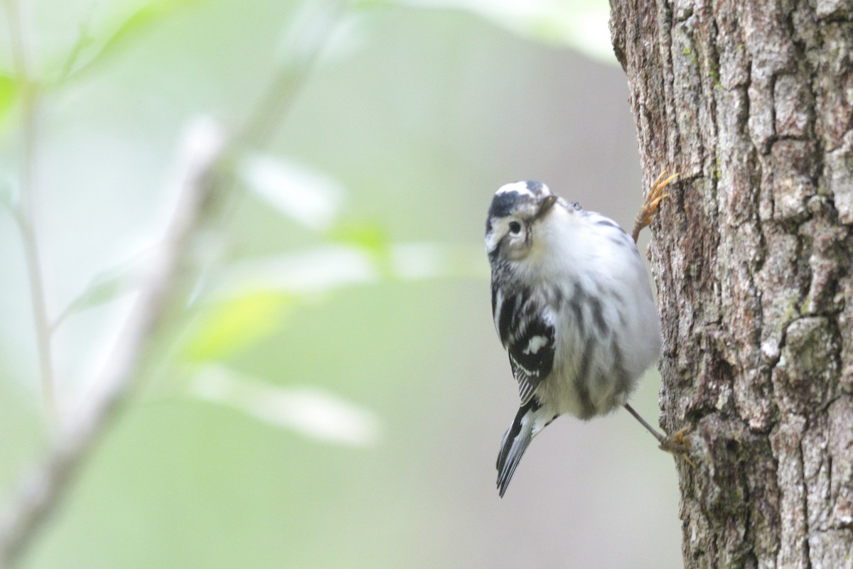 Black-and-white Warbler - ML327824561