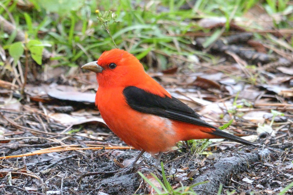 Scarlet Tanager - ML327825291