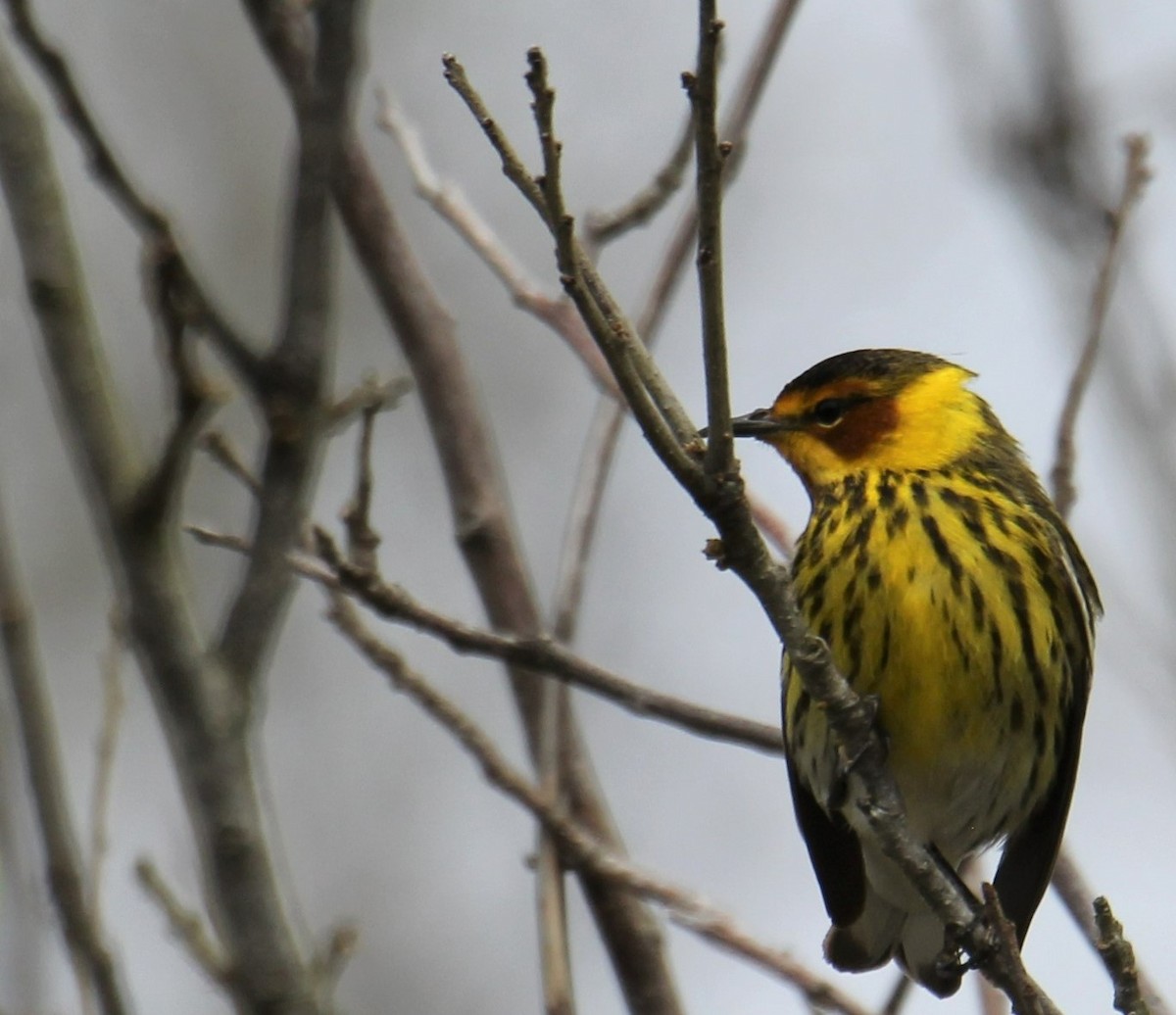 Cape May Warbler - Lawrence Gardella