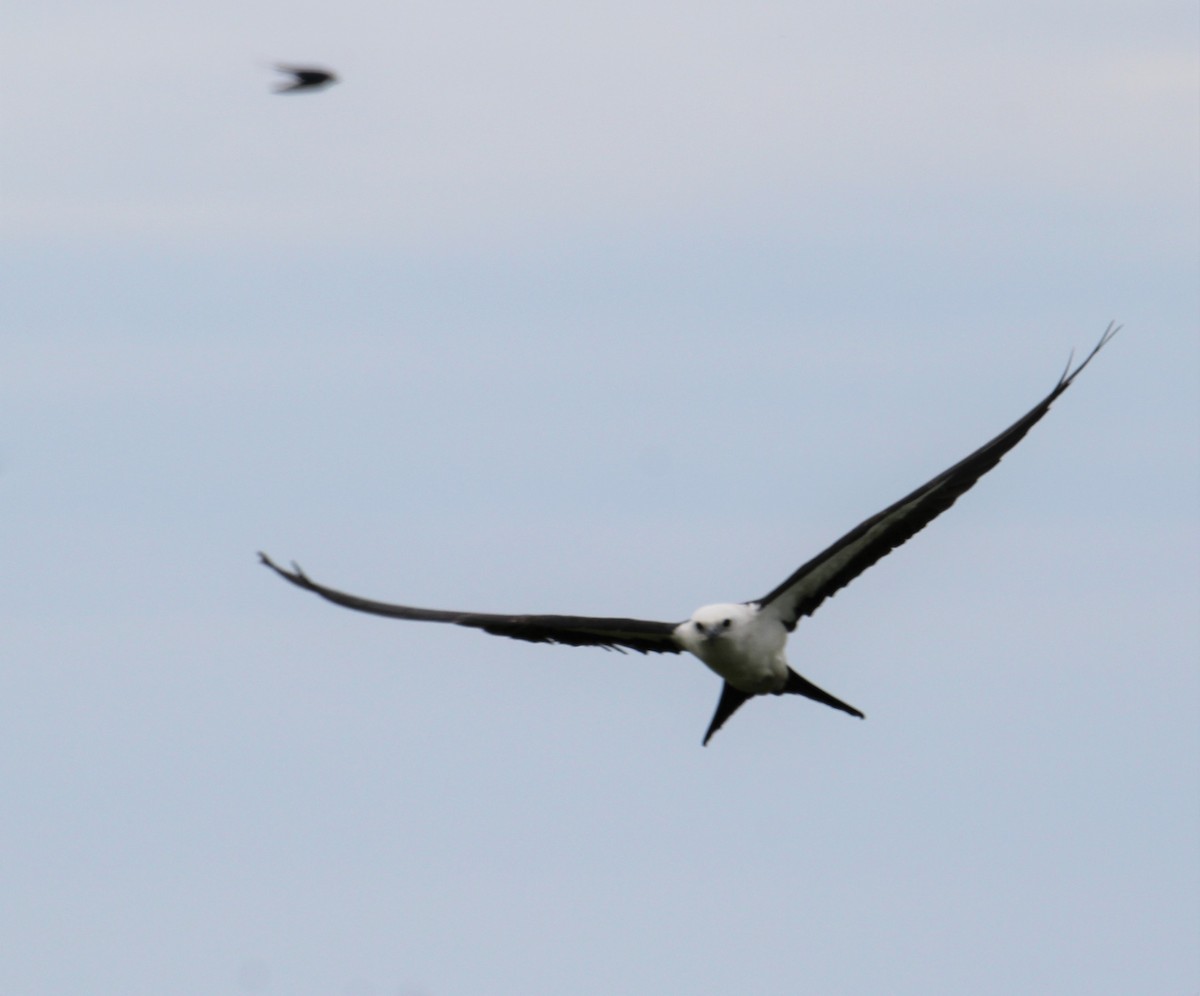 Swallow-tailed Kite - Lawrence Gardella