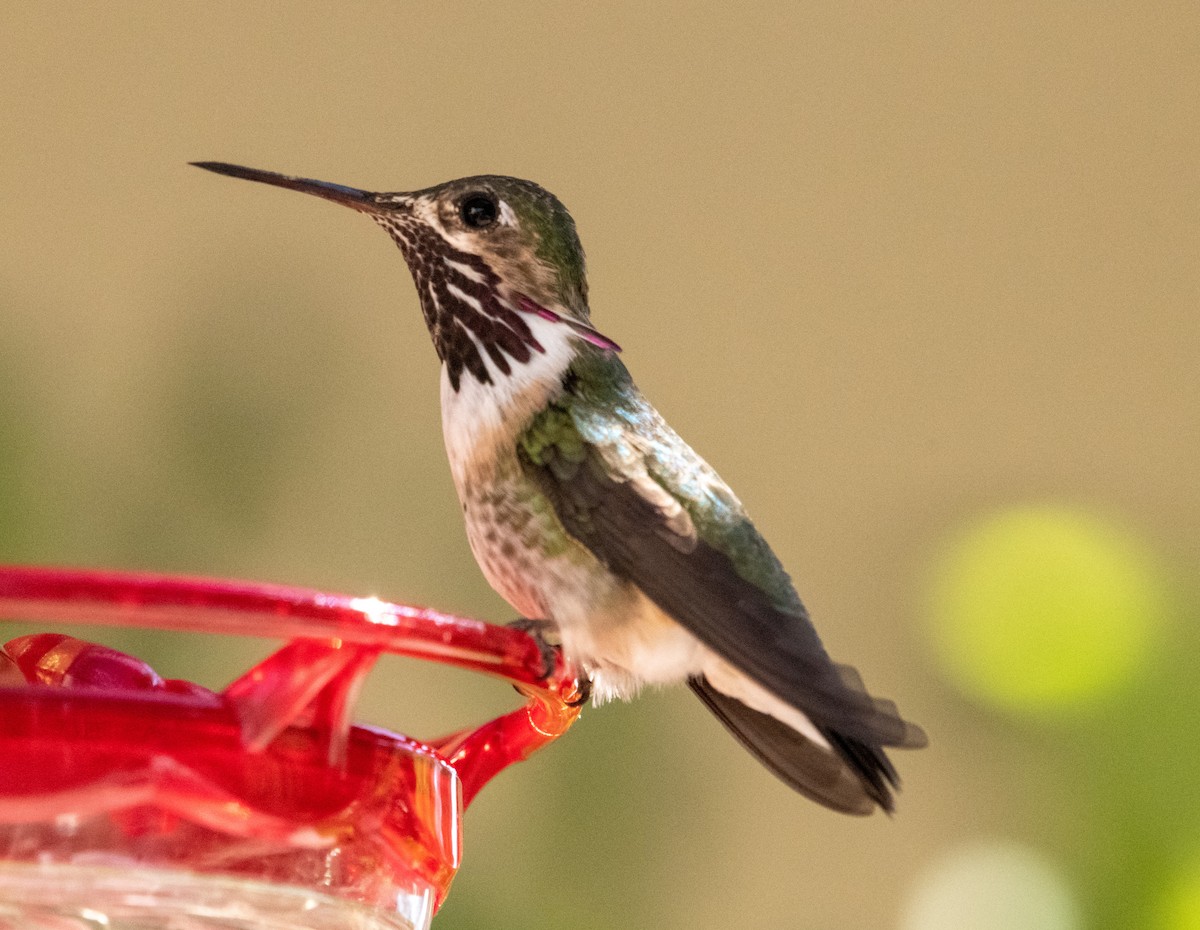 Calliope Hummingbird - Molly Goheen