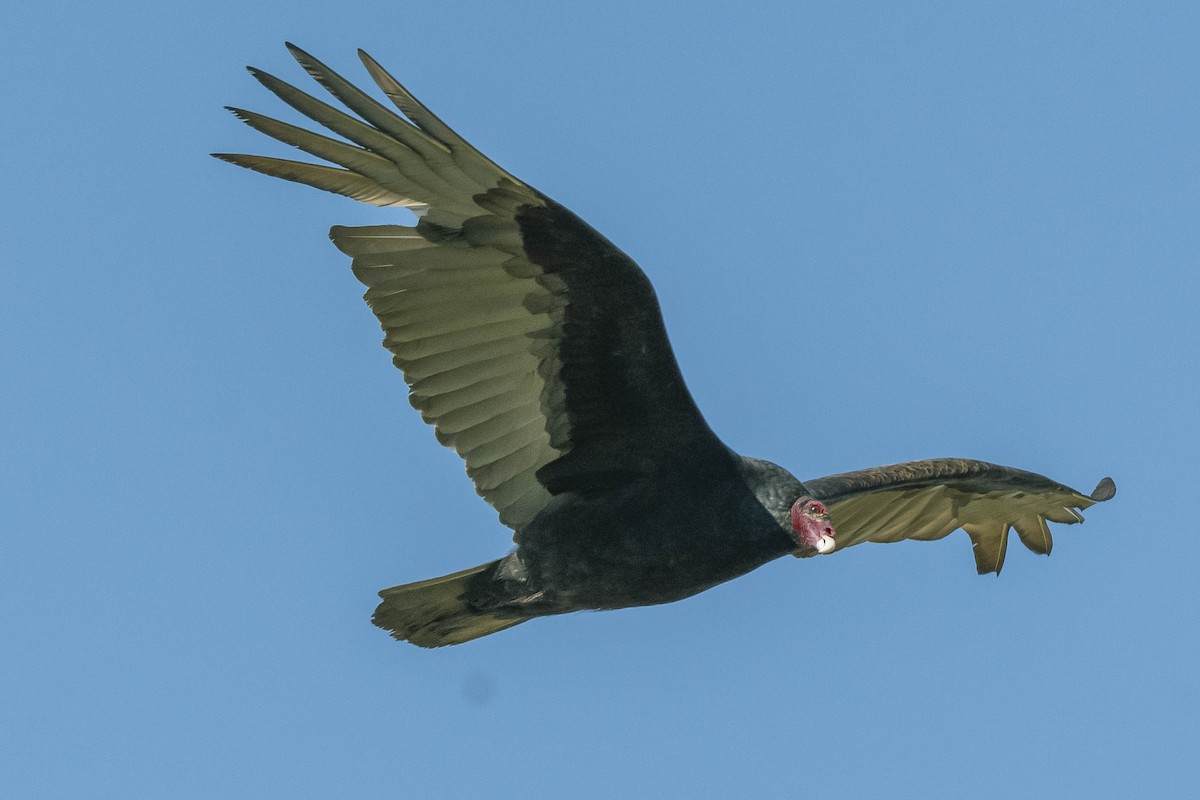 Turkey Vulture - ML327830591