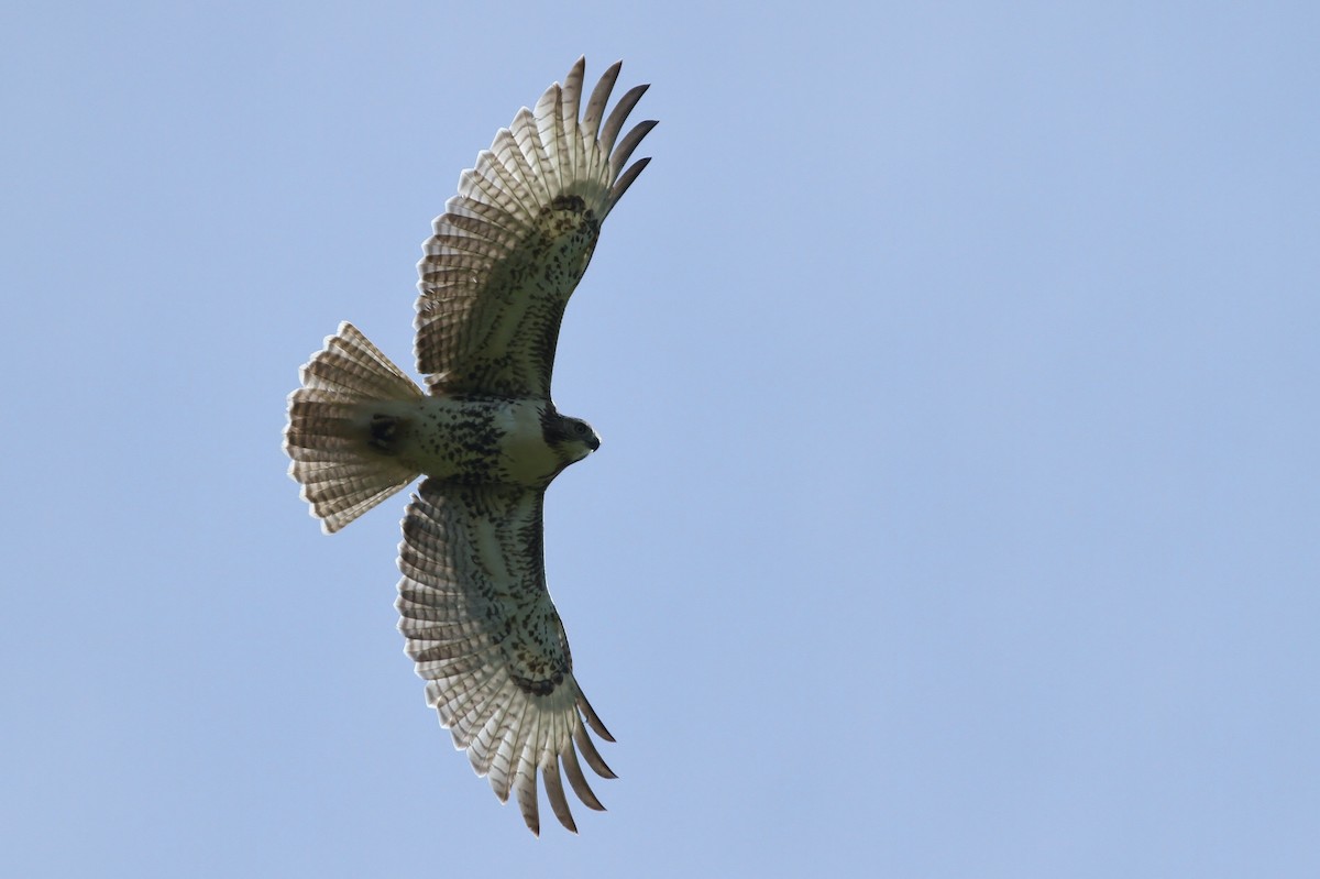 Red-tailed Hawk - Alex Lamoreaux
